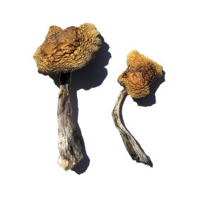 Mazatapec magic mushroom