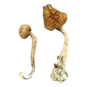 African-Transkei-Magic-Mushrooms