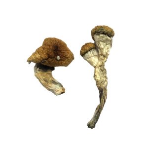 Amazonian-Magic-Mushrooms