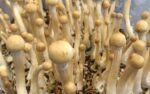 columbian-rust-mushroom