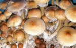Gulf-Coast-Mushrooms