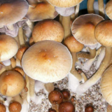 Gulf-Coast-Mushrooms