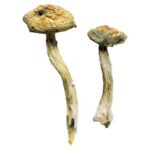 colombian-rust-magic-mushroom