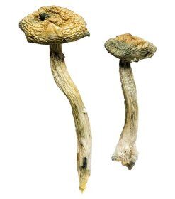 colombian-rust-magic-mushroom