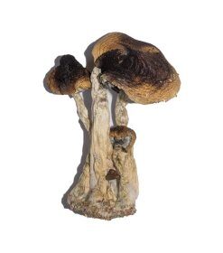 red-boy-mushroom-strain